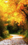 Fall Colors
