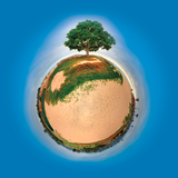 Lil' Planet - Tree of Carp Beach