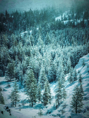 Sierra Summit Grove