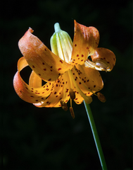 Tiger Lily