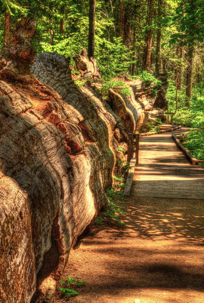 Fallen Redwood