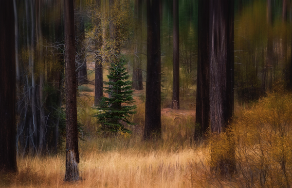 Tahoe Forest