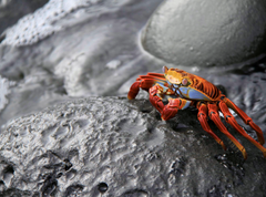 Sally Lightfoot Crab