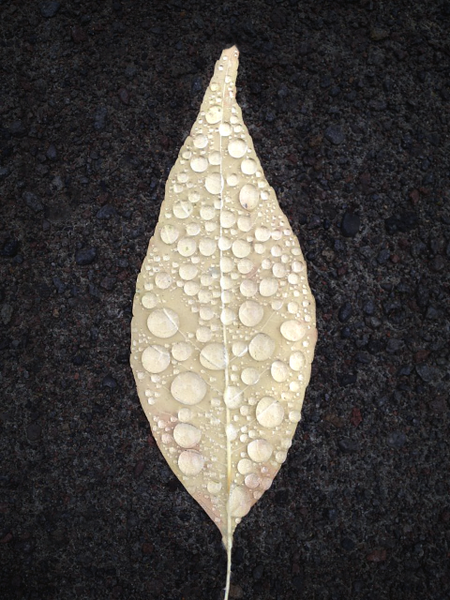 Leaf Droplets