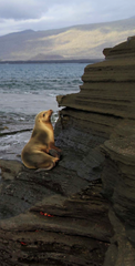 Sea Lion