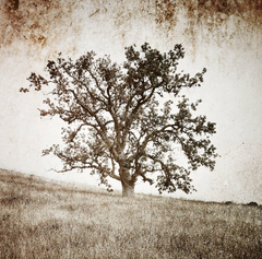 Sepia Tree