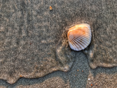 Shell Wave