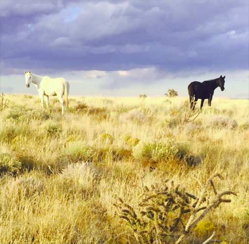 Spirit Horses