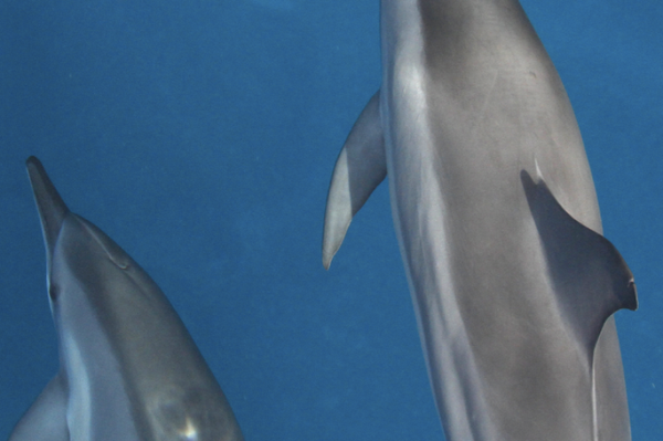 Dolphins at Play