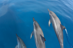 Dolphins at Play